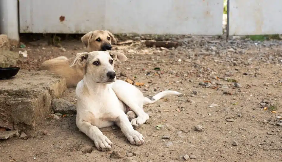 Deaths from rabies in India persist