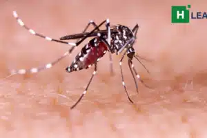 malaria