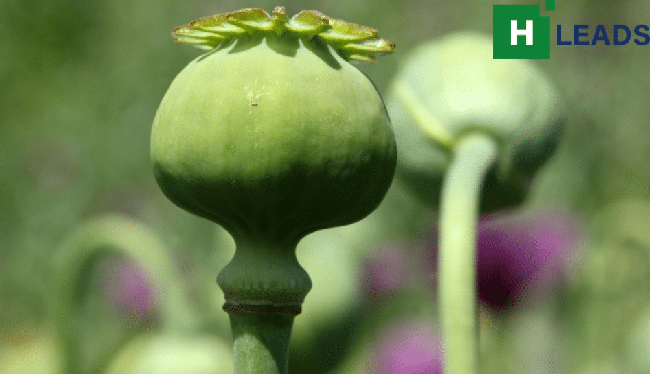 opium harvest